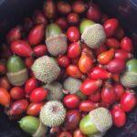 ροδα βελανιδια