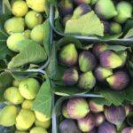 συκα ποικιλια