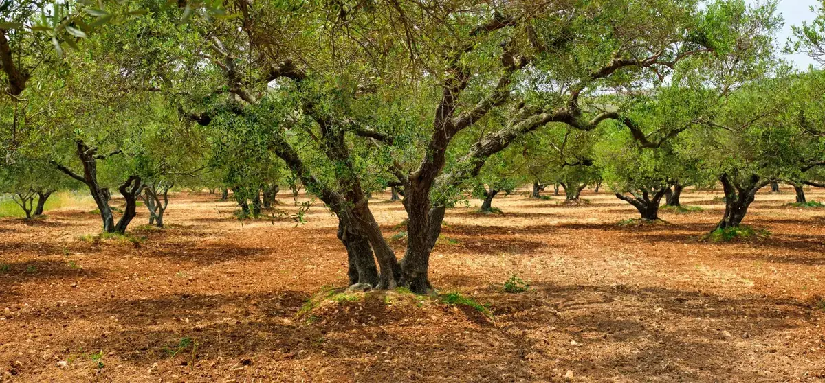 Συντήρηση και διαμόρφωση κτημάτων και χώρων πράσινου από την επιχείρηση Εγχωρίως